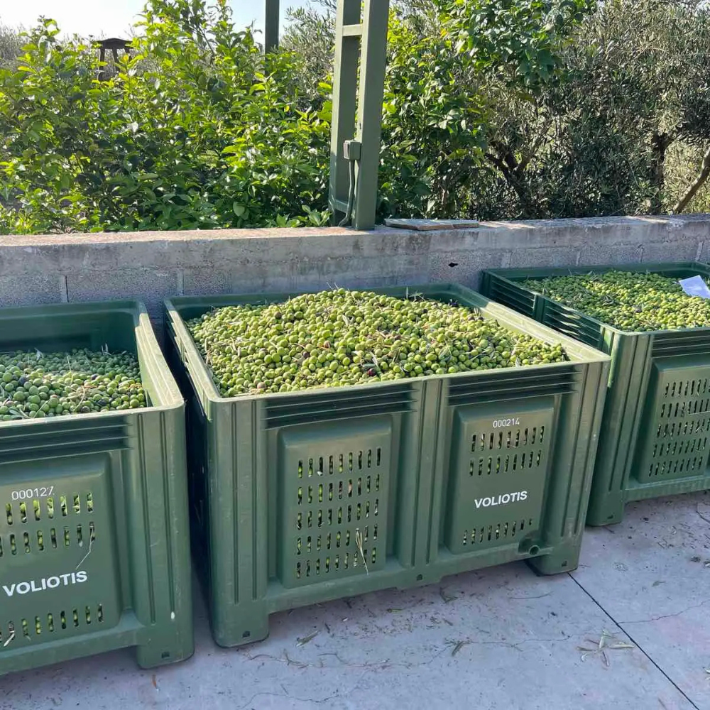 2 × GREEN 500 ml + GREEN 250 ml dovanų
